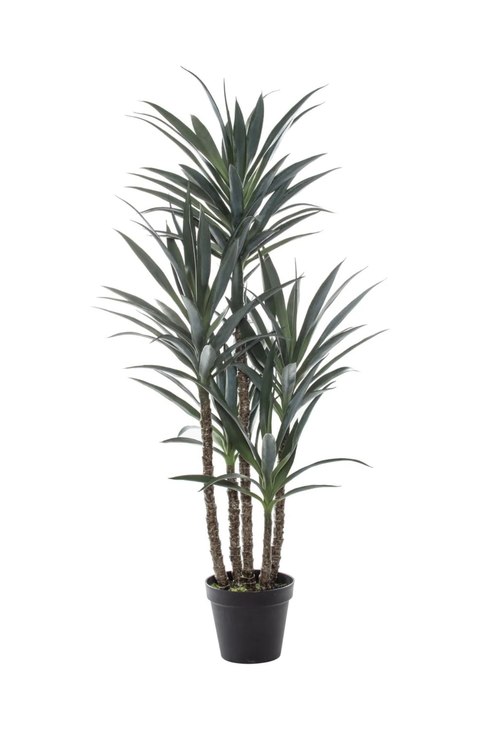 Aspen Dracaena Grove Tree - Large