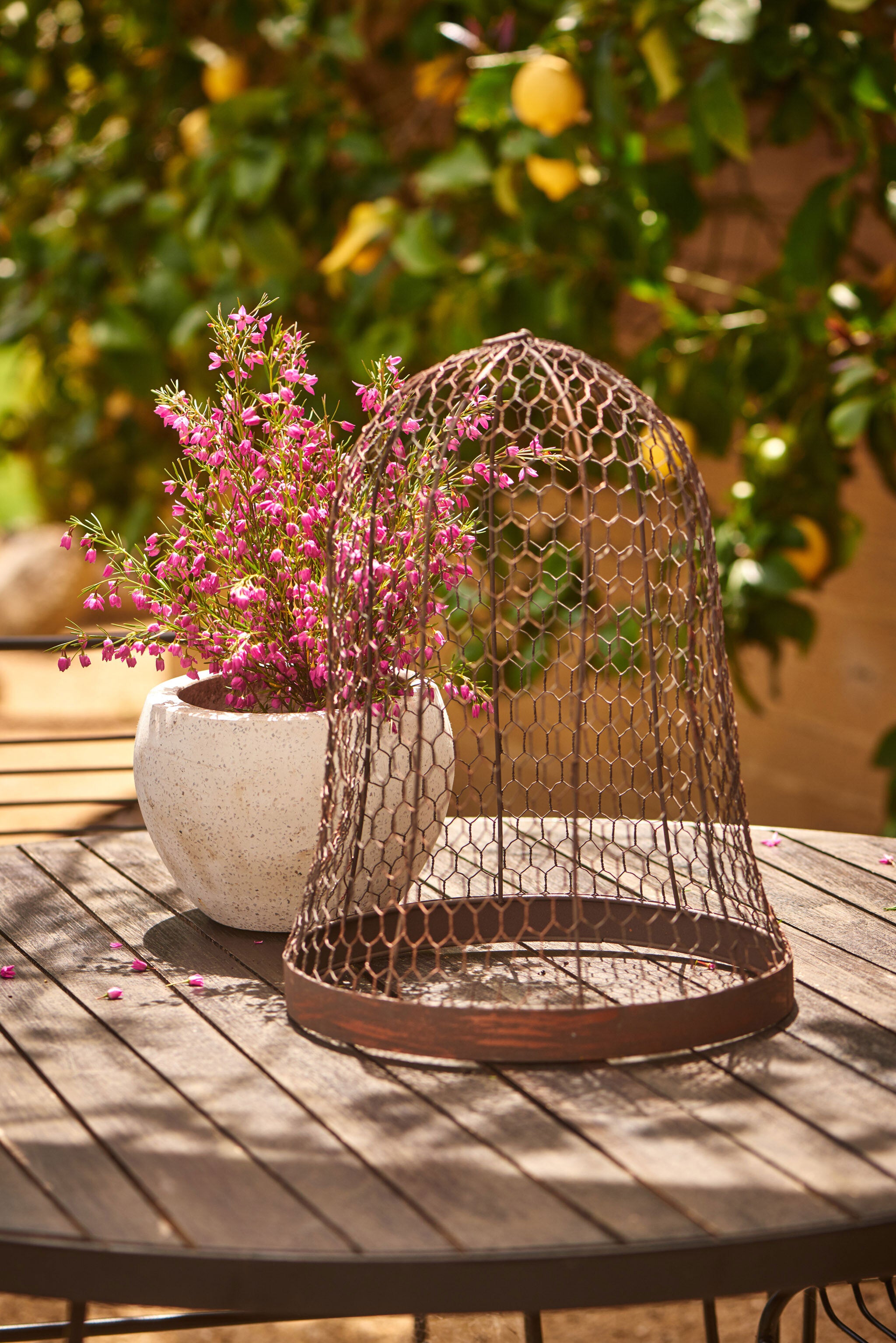 Outdoor Metal Wire Cloche - Magpie Style