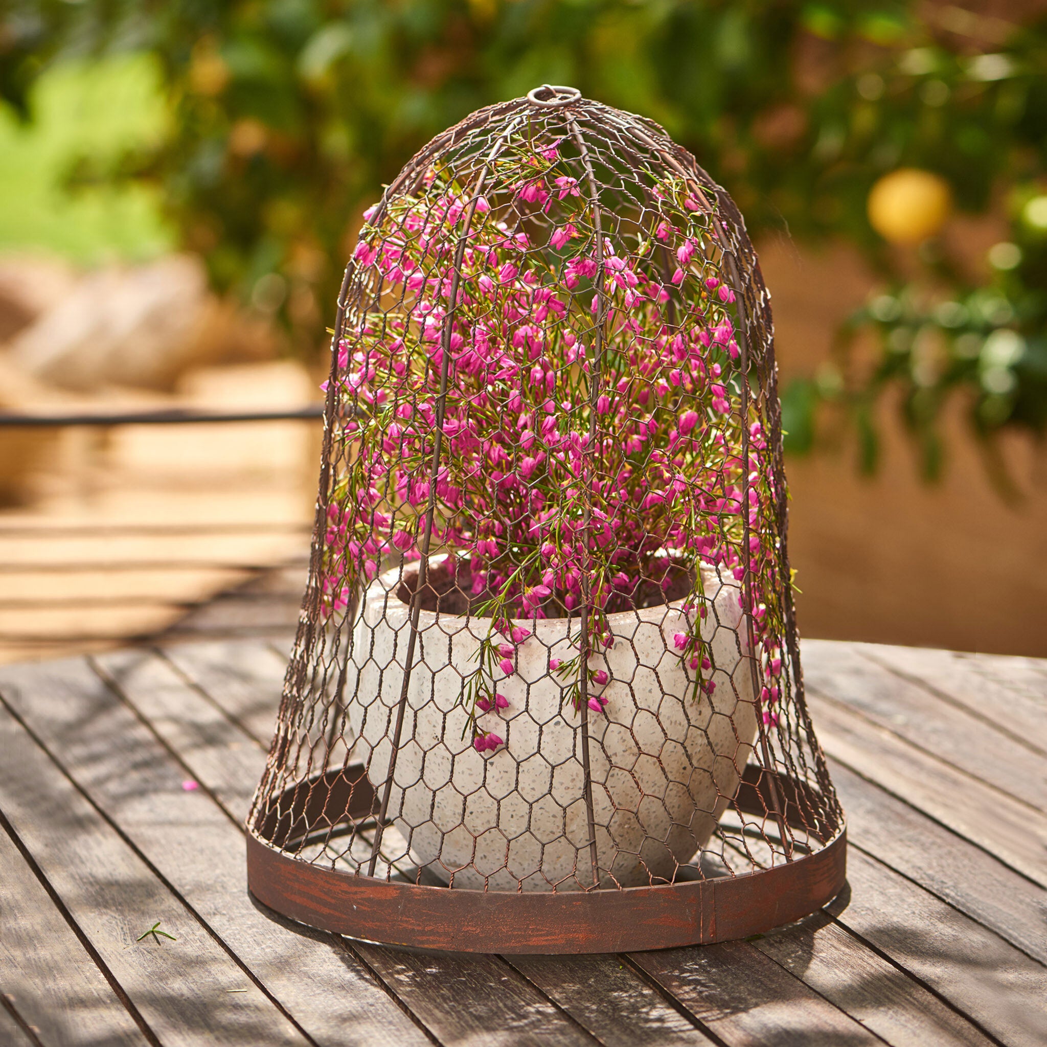 Outdoor Metal Wire Cloche - Magpie Style