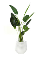 Large Bird of Paradise in Planter - Magpie Style