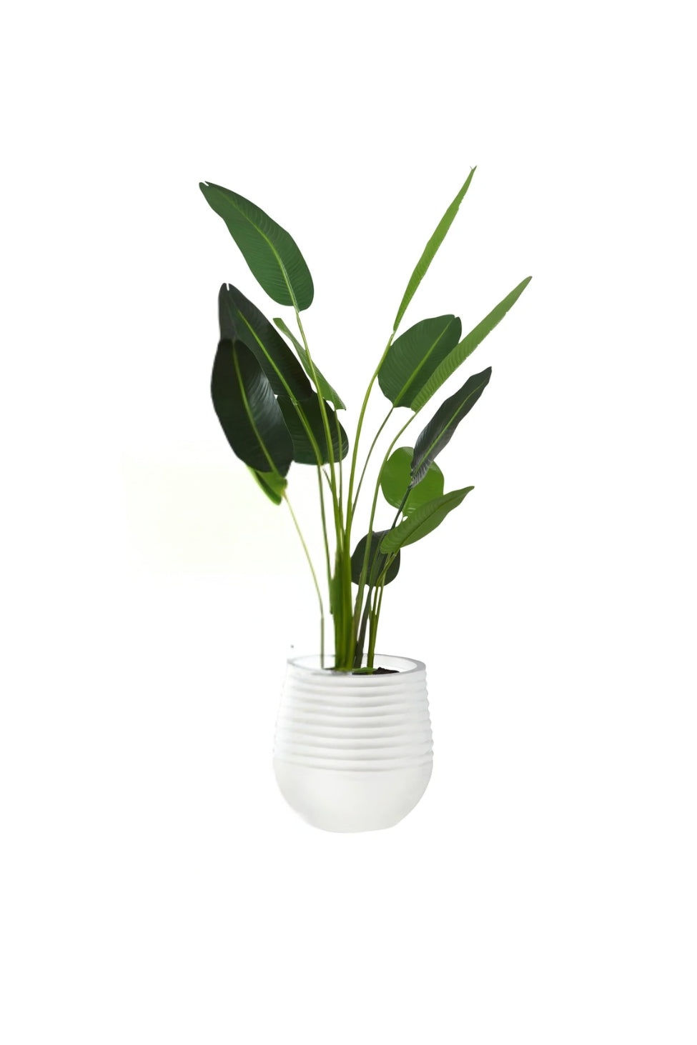 Medium Bird of Paradise in Planter - Magpie Style