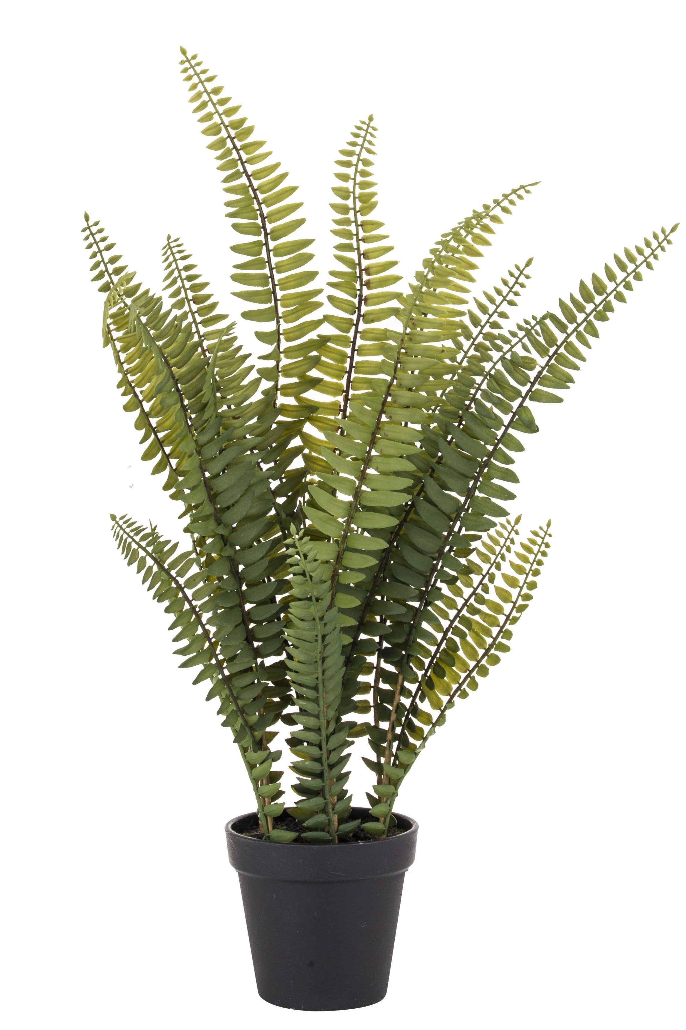Boston Fern in Garden Pot - Magpie Style