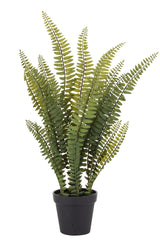 Boston Fern in Garden Pot