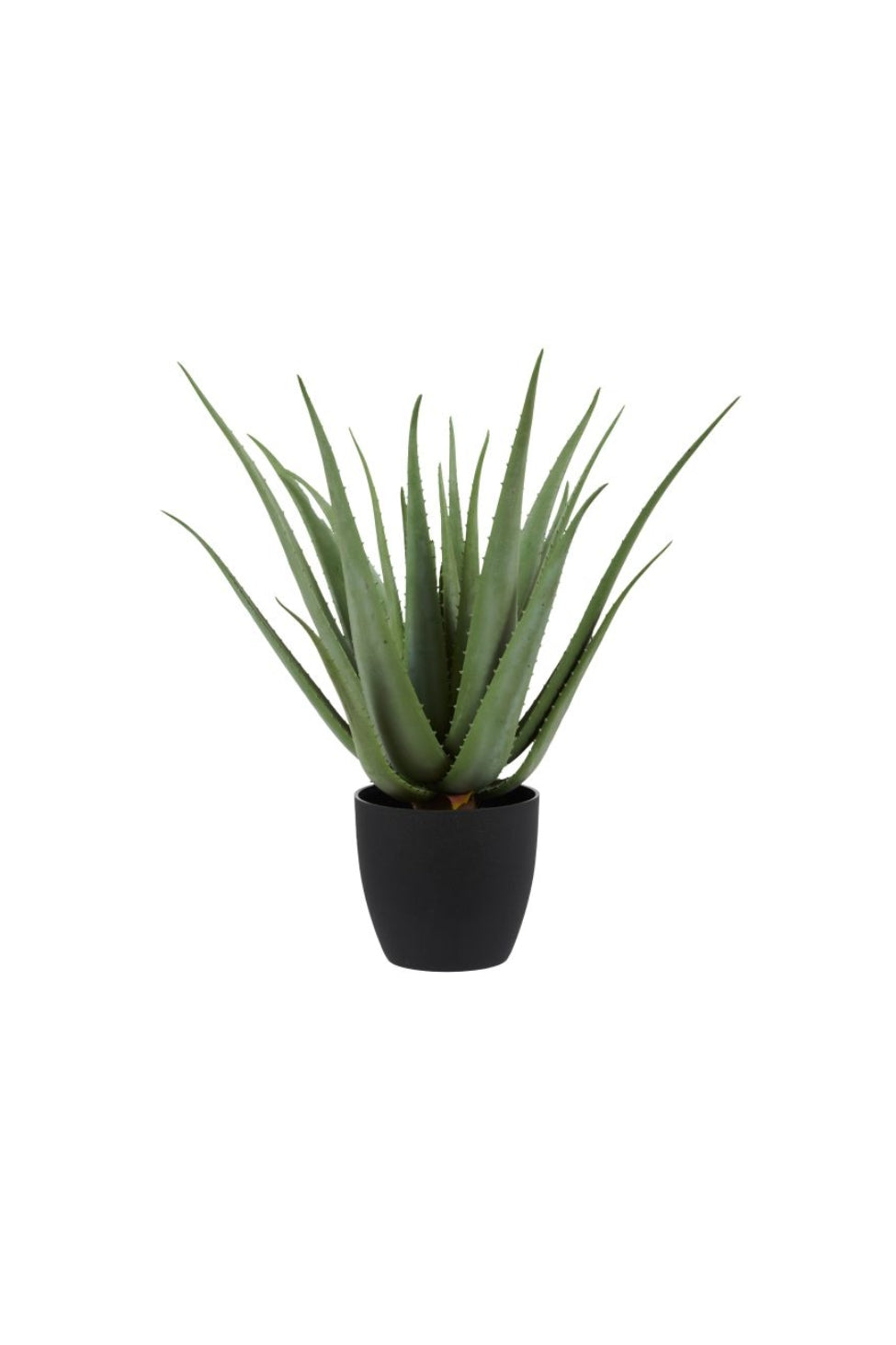 Aloe Plant - Potted