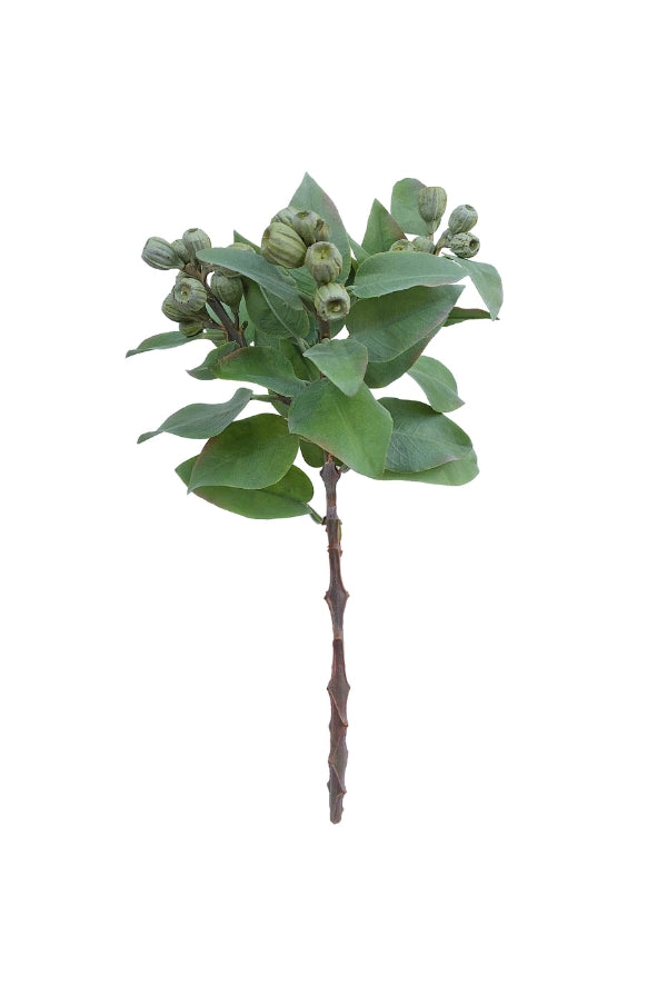 Eucalyptus Bush - Green - Magpie Style