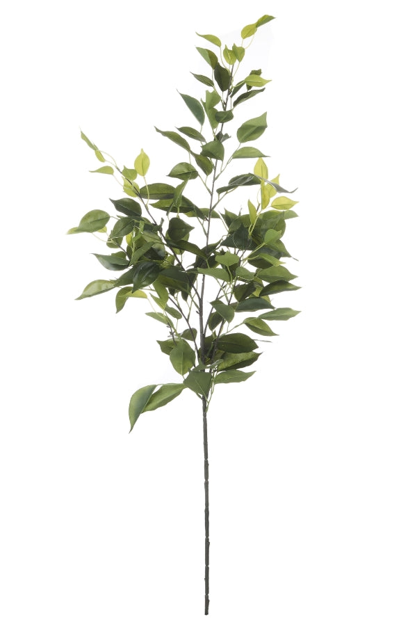 Fiscus Leaf Spray