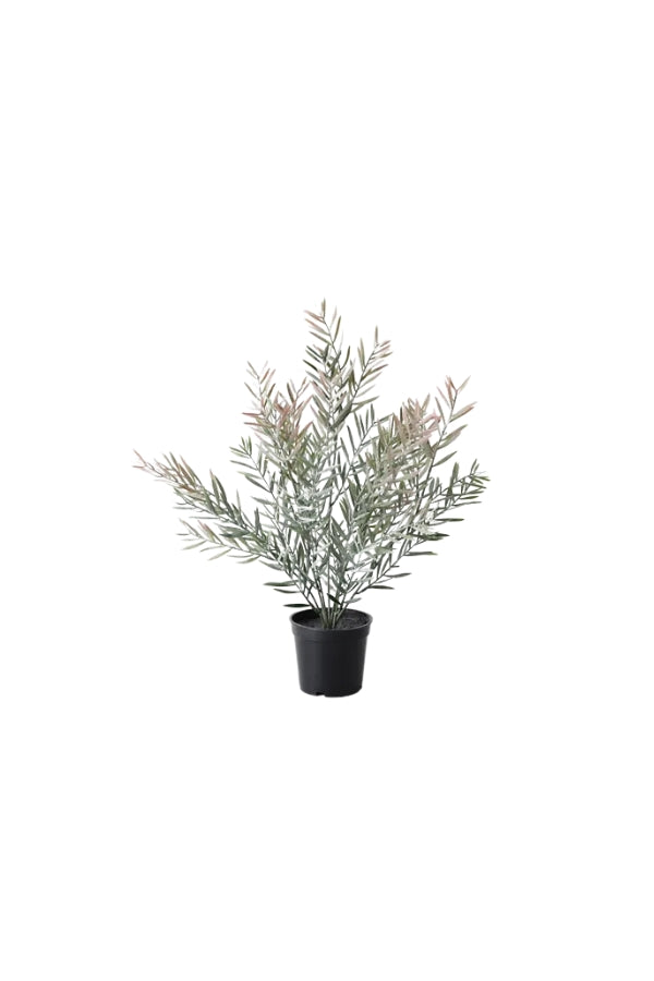 Acaica Leaf Plant