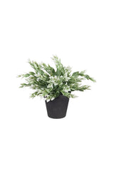 Potted Ruscus Bush