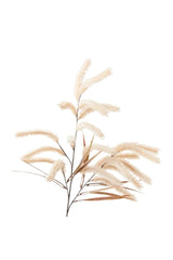 Pampas Grass Spray