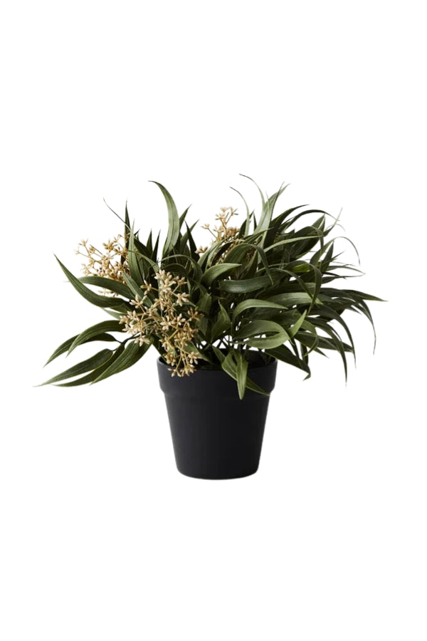 Potted Eucalyptus Seed Bush - Magpie Style