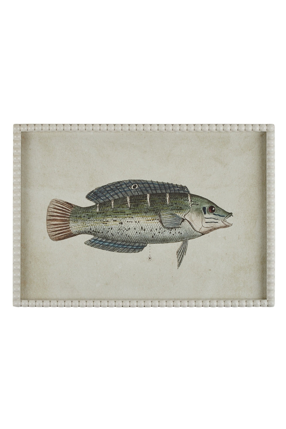Bluefin Fish Coastal Study