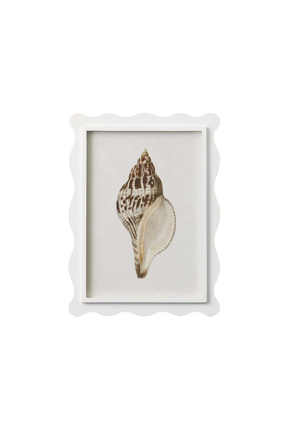 Scalloped Shell Study A - Magpie Style