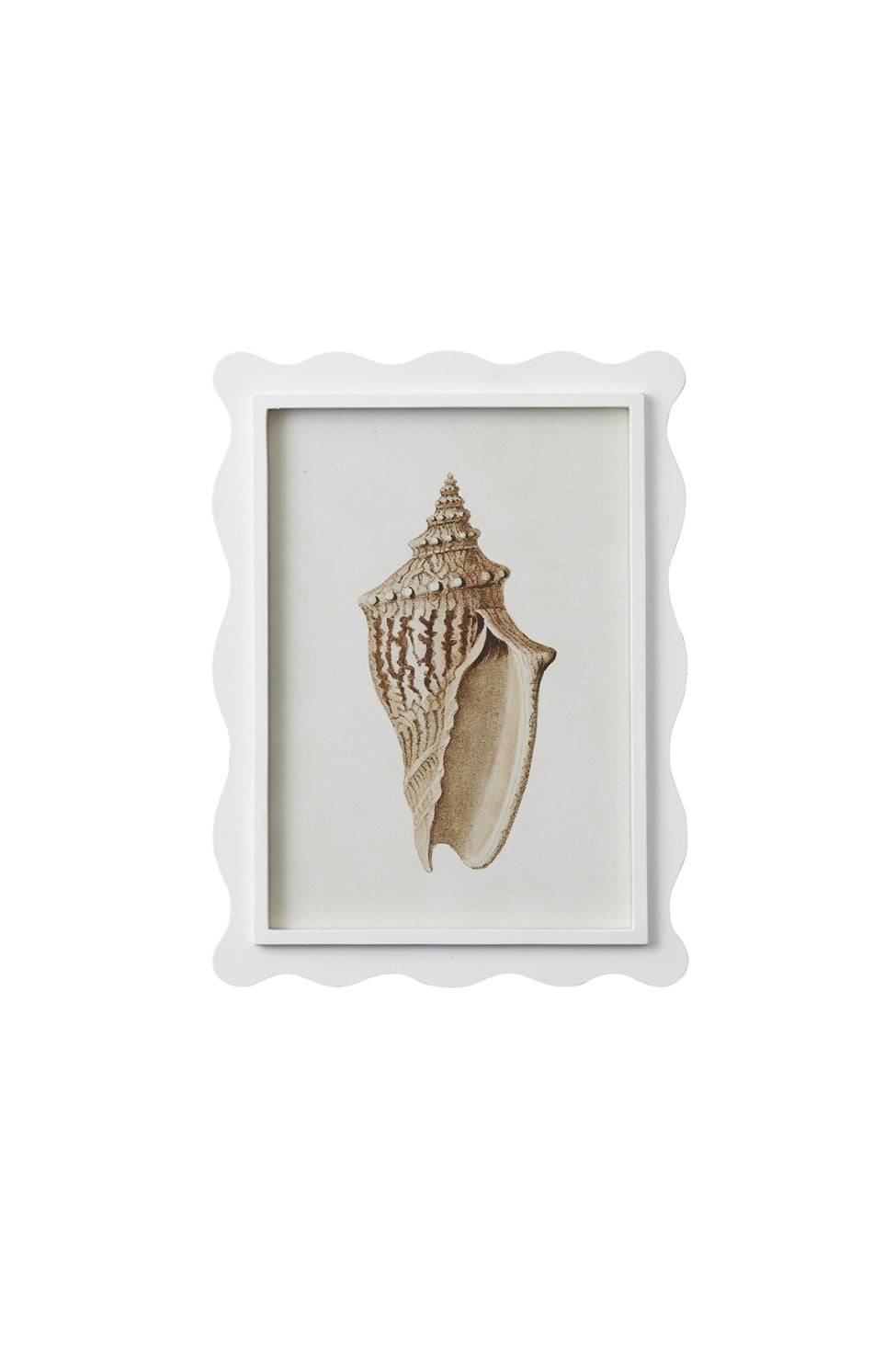 Scalloped Shell Study B