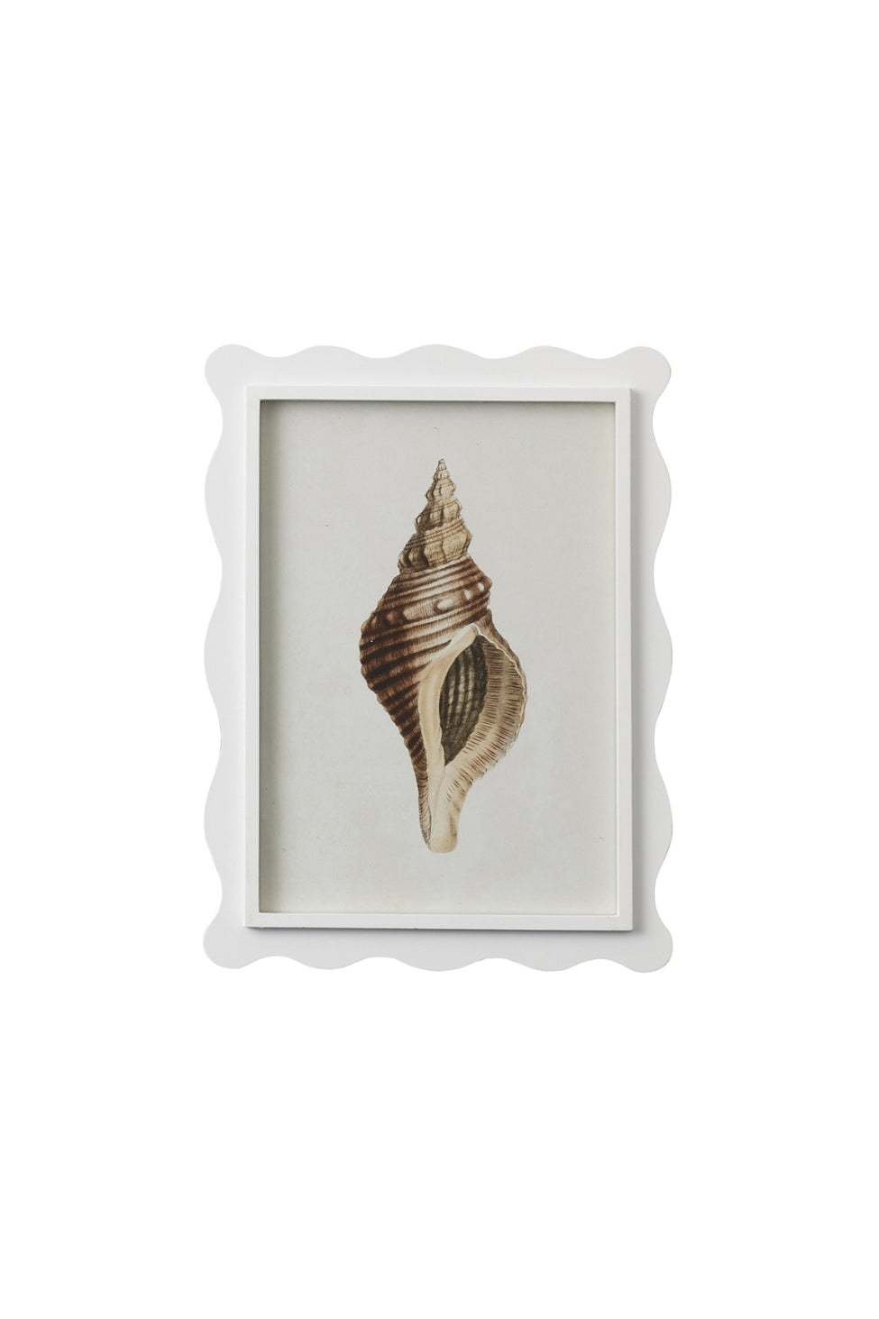 Scalloped Shell Study C