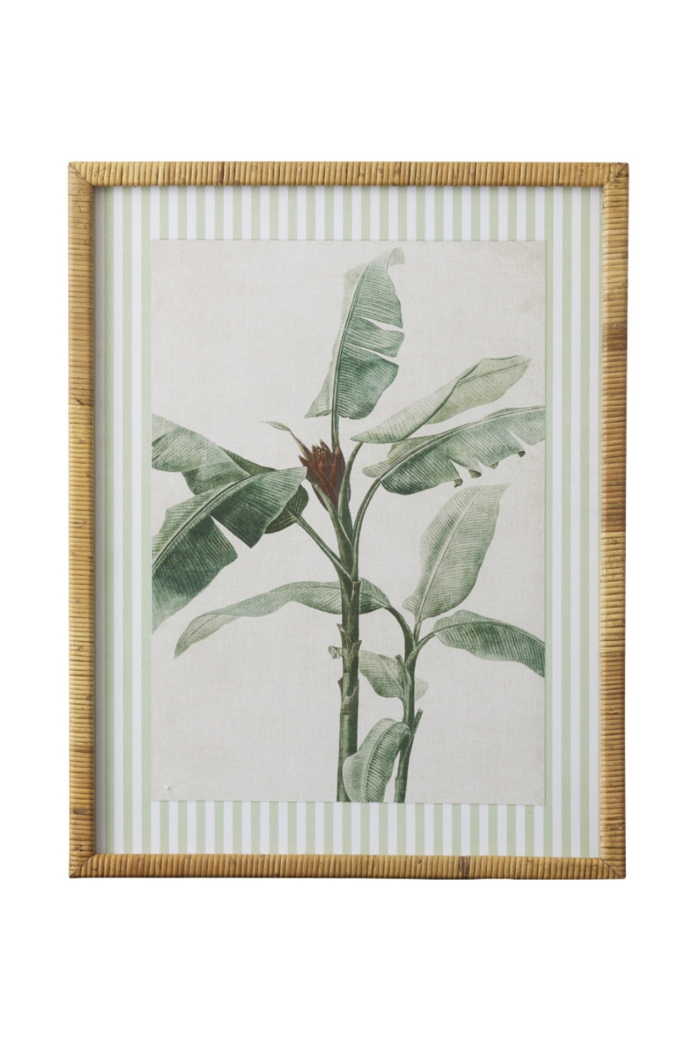 Striped Banana Blossom Study