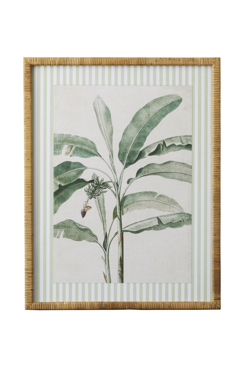 Striped Banana Palm Study