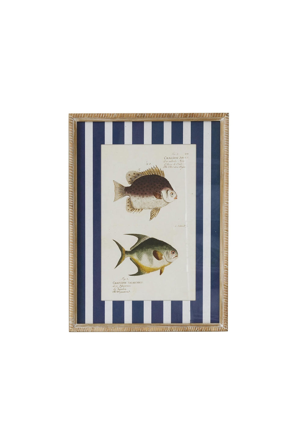 Butterfly Fish Study