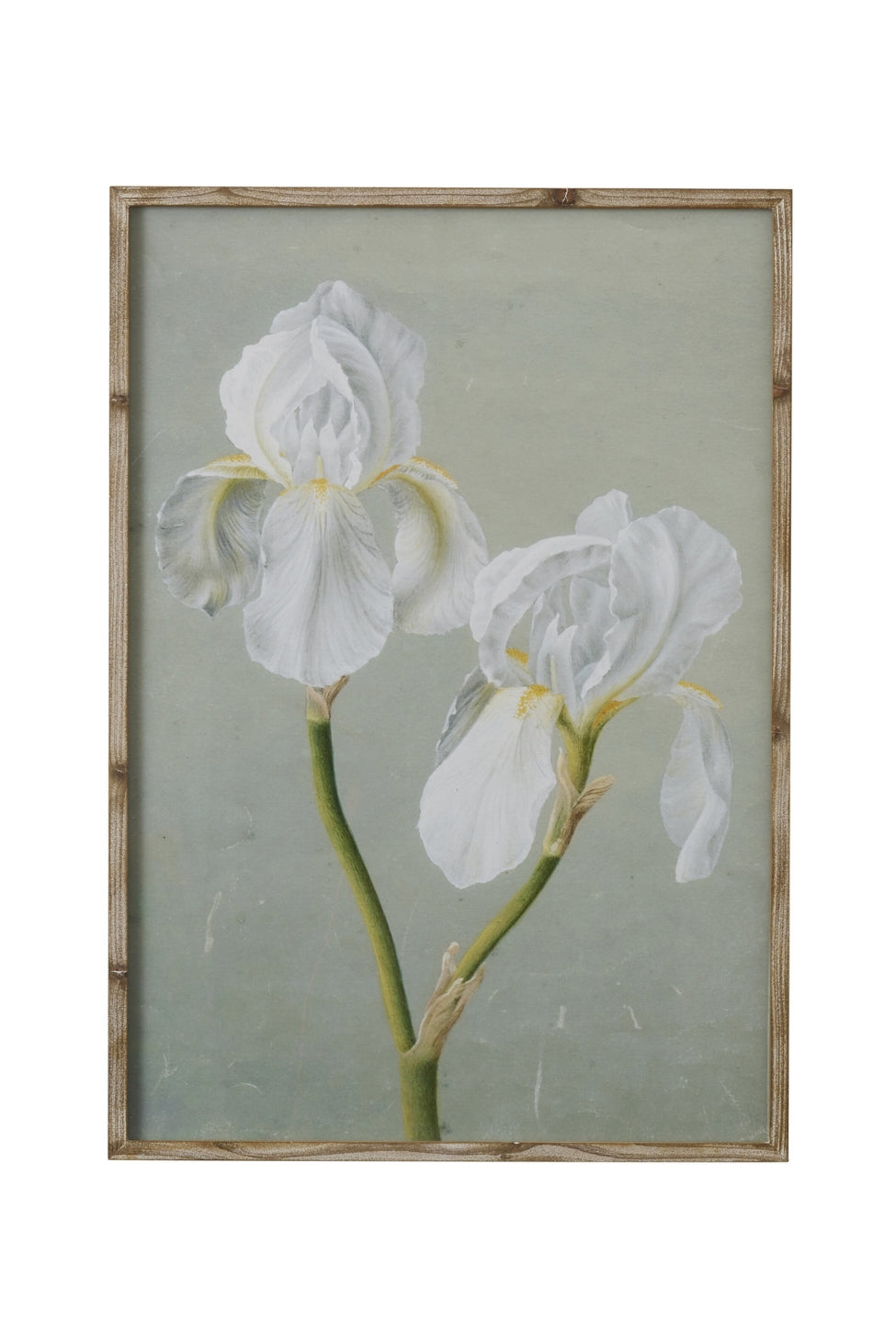 Ivory Orchid Botanical Study - Magpie Style
