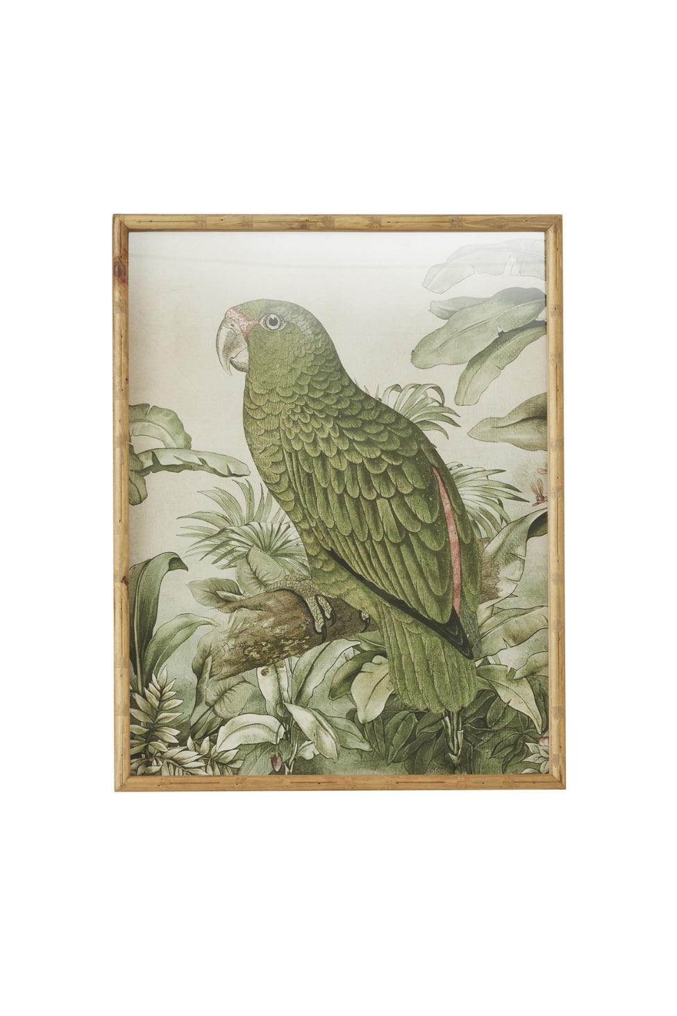 Golden Crown Parrot Artwork
