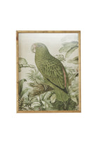 Golden Crown Parrot Artwork - Magpie Style