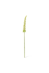 Foxtail Lily Stem - Green