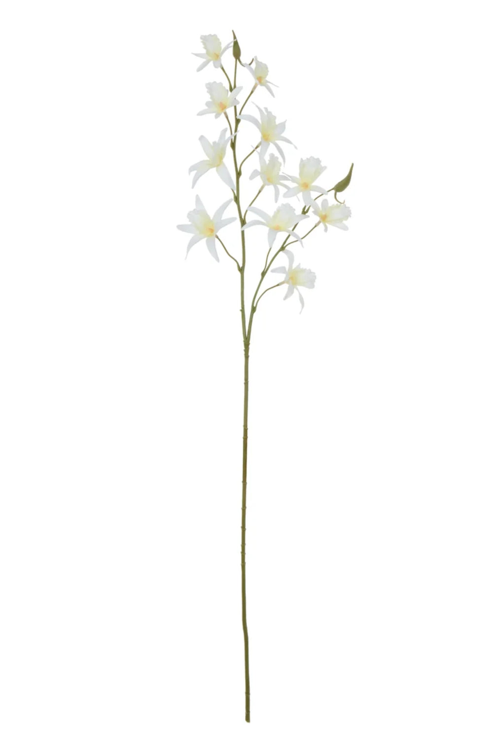 Snowfall Dendrobium Stem