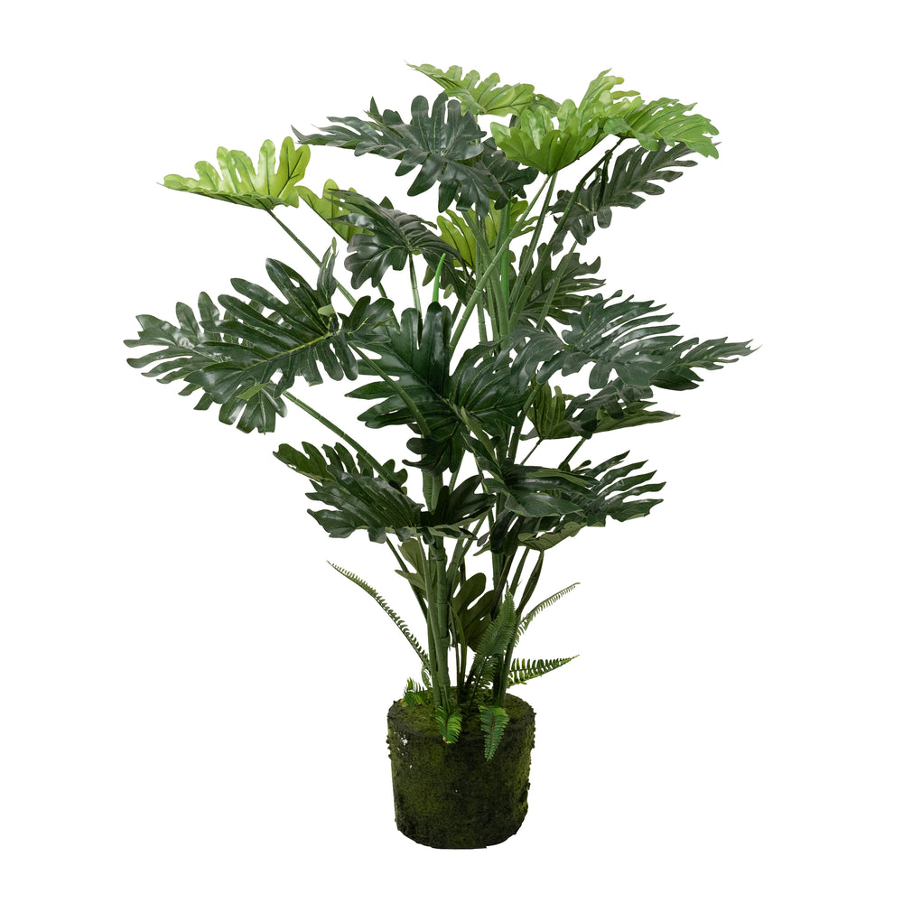 Montsteria Bare Rot Palm Large