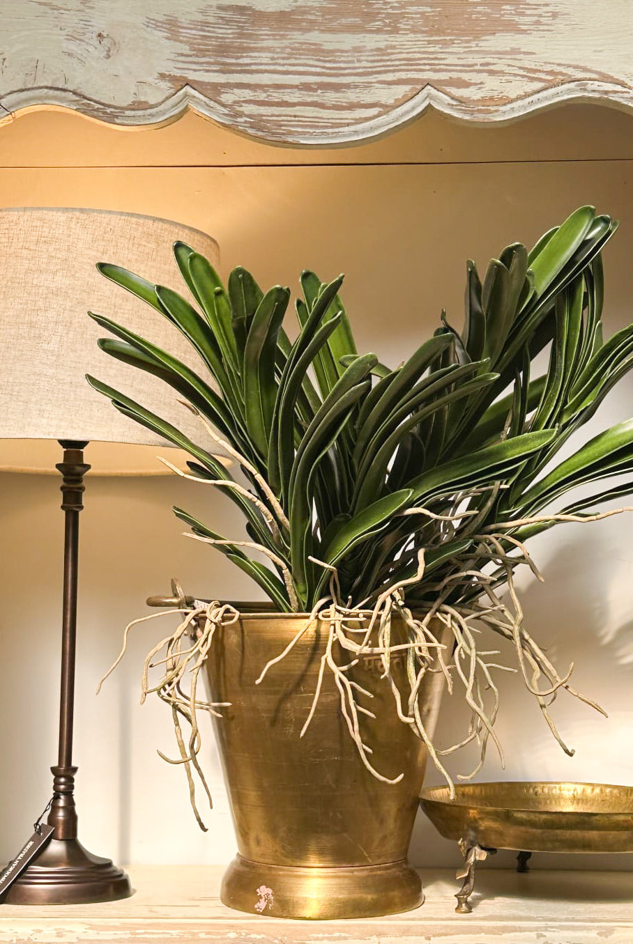 Vanda Orchid Plant - Magpie Style