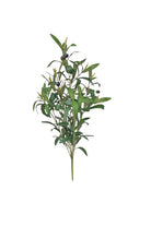 Italian Olive Bush - Magpie Style