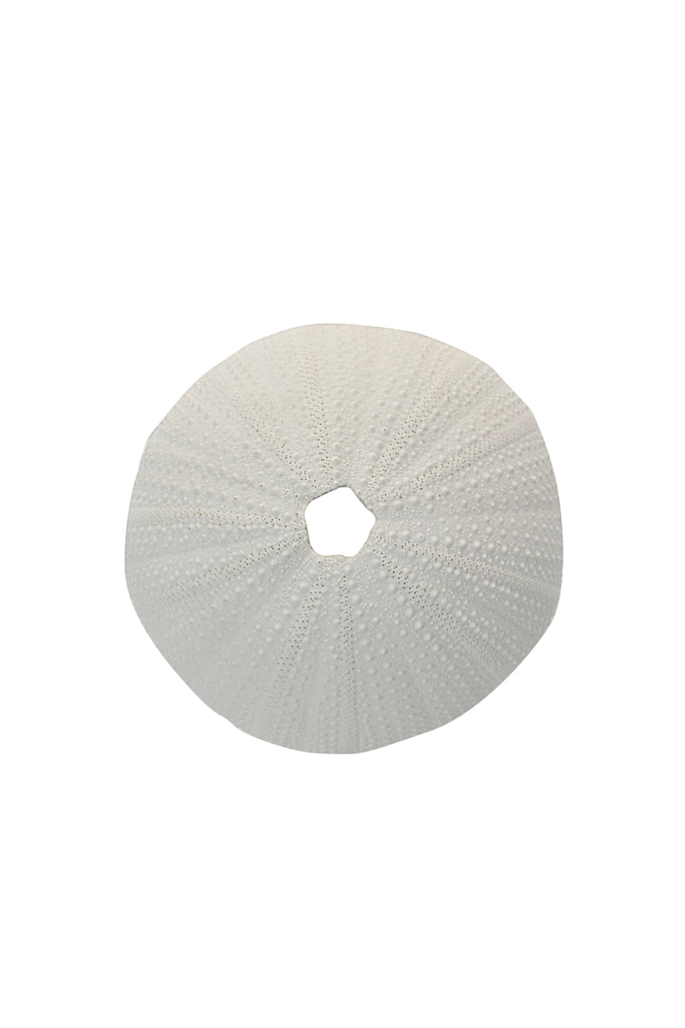 White Sea Urchin Decorative Sculpture
