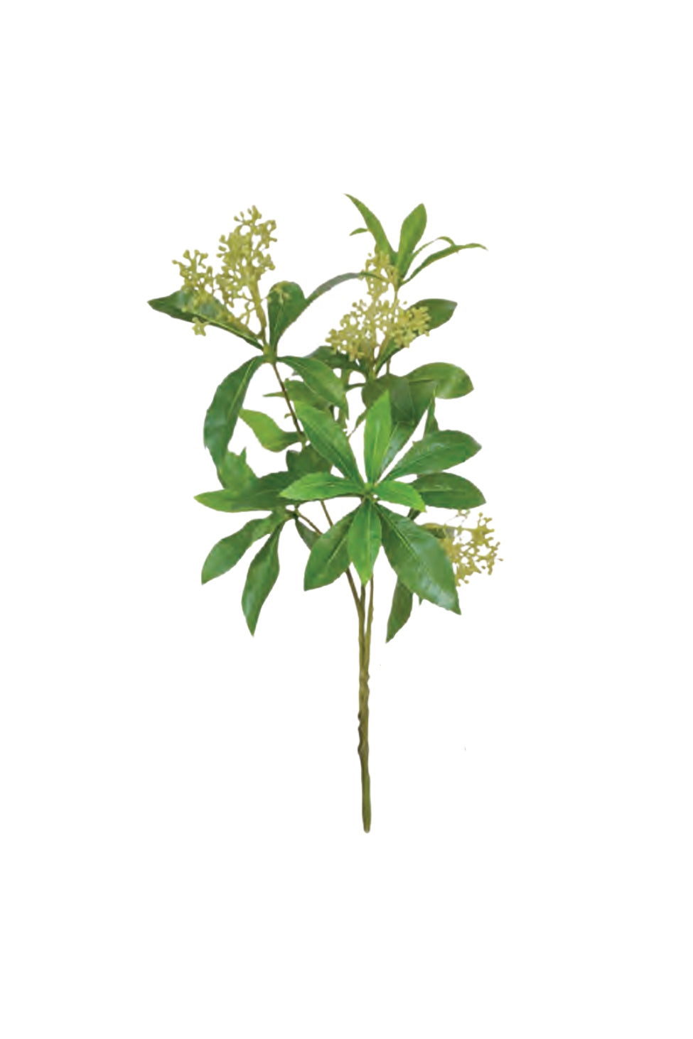 Pieris Japonica Tree