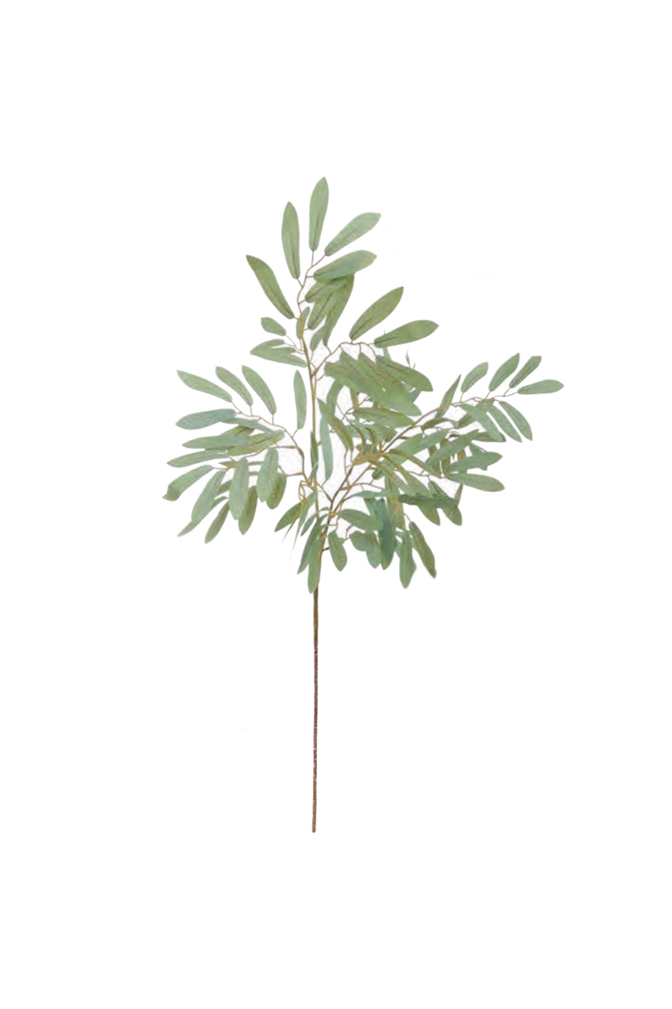 Ruscus Leaf