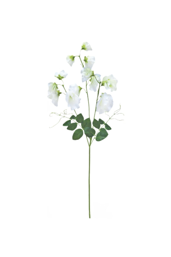 Tall Sweetpea - Magpie Style