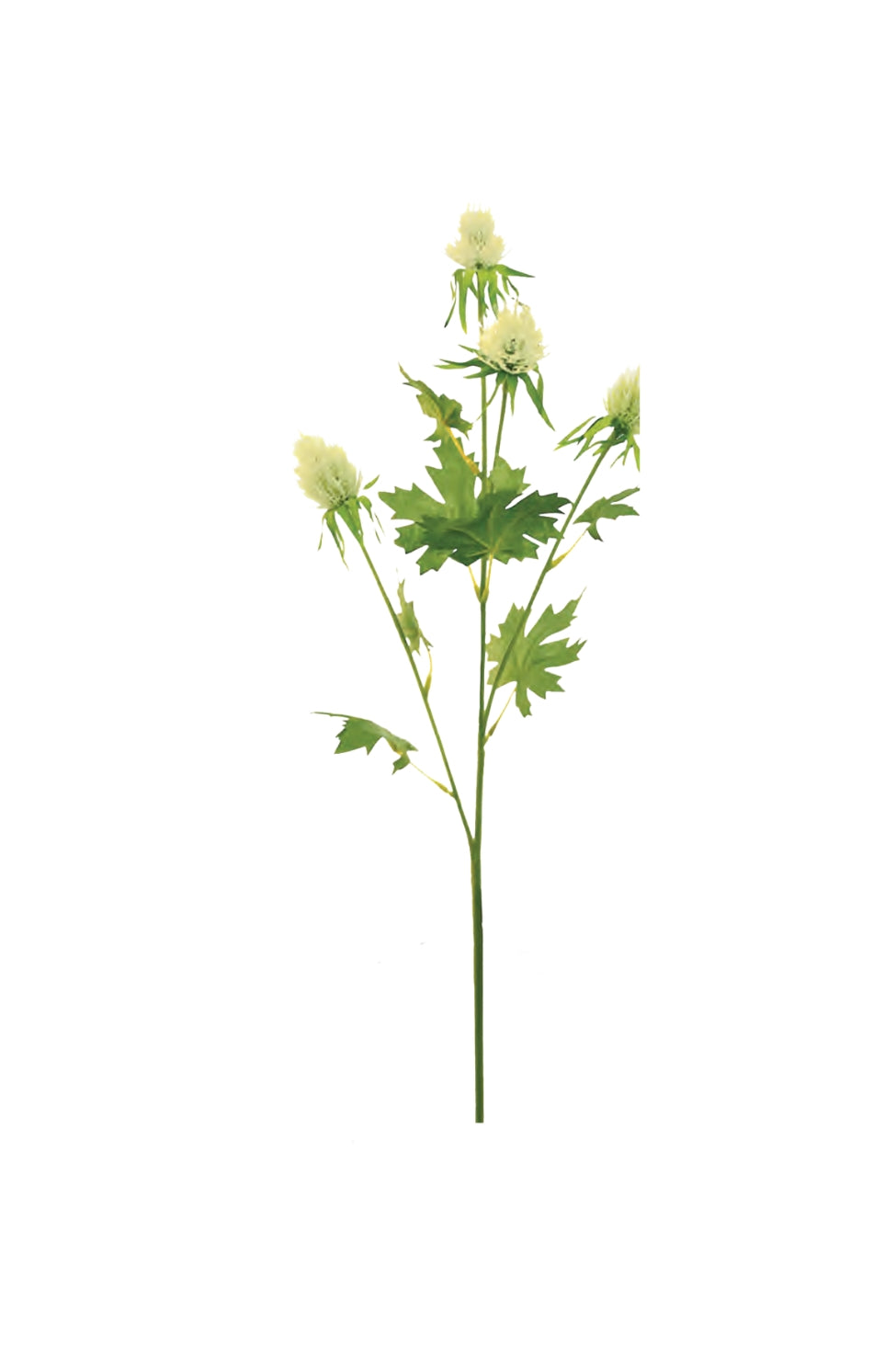 Tall Thistle