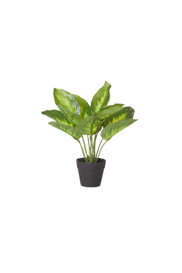 Zingy Lime Garden Pot