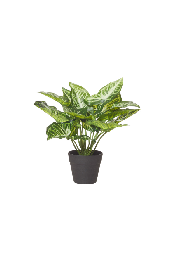 Zebra Green Garden Pot - Magpie Style