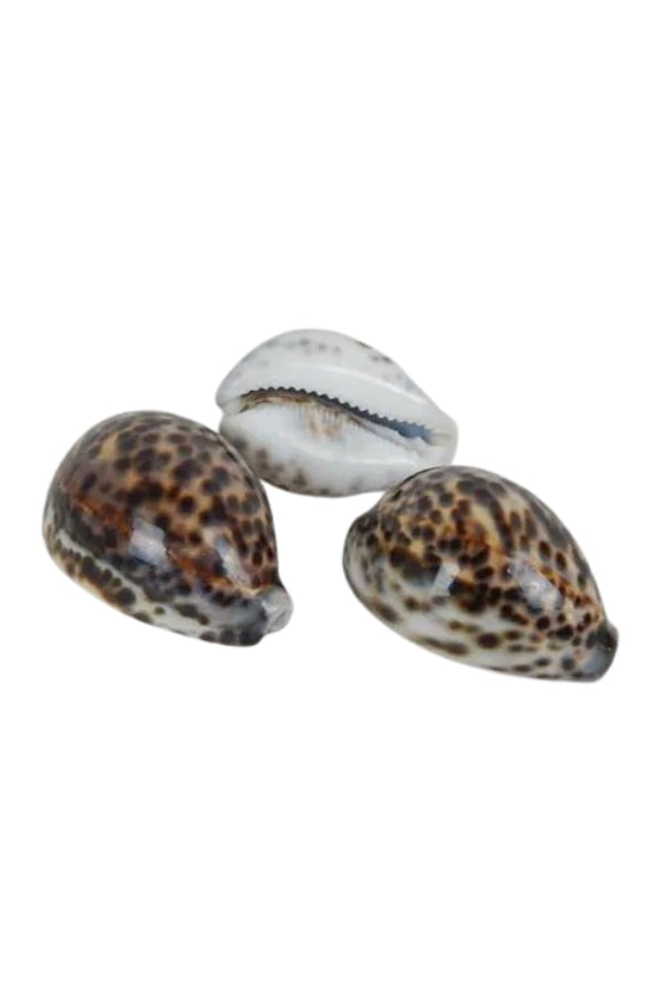 Spotted Tiger Cowrie Shell - Magpie Style