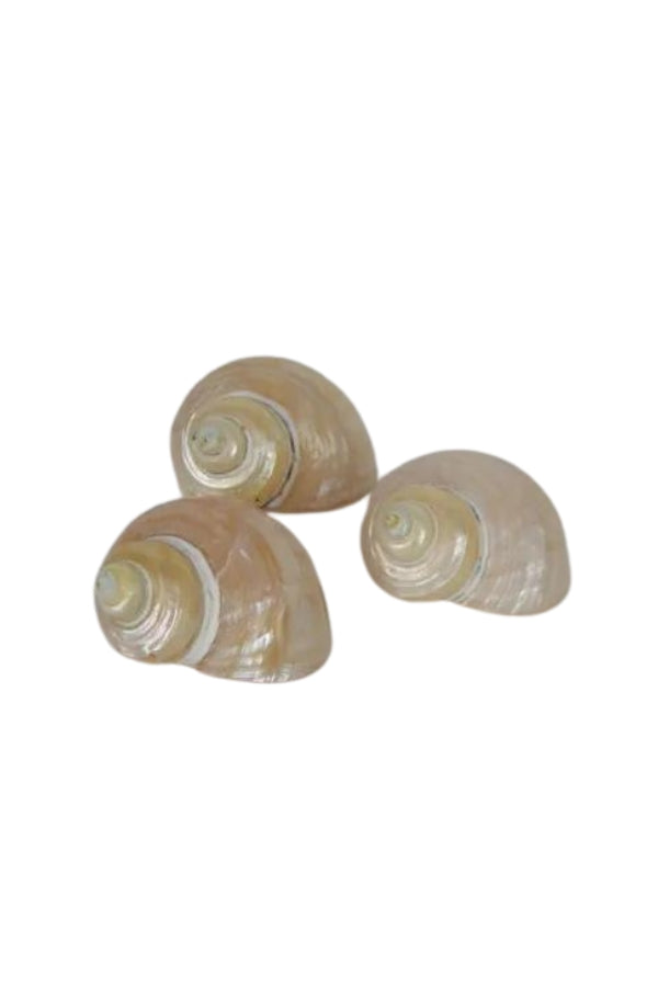 Pearly Turban Snail Shell - Magpie Style