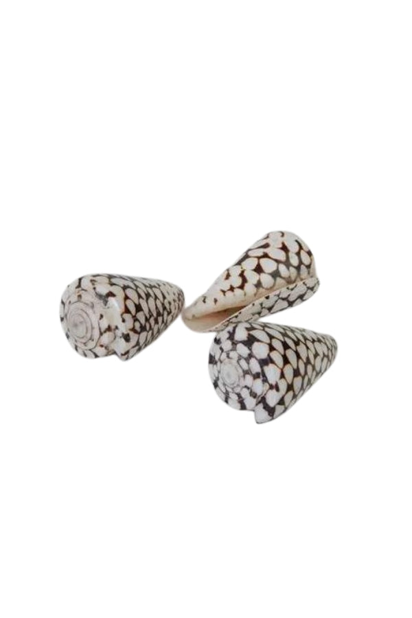 Spotty Cone Shells - Magpie Style