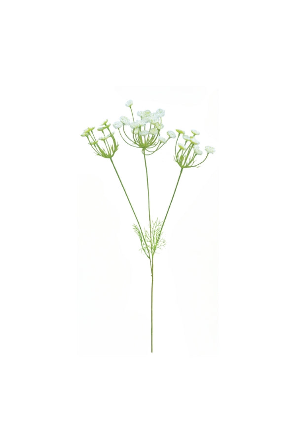 Wild Queen Anne's Lace - 3 Flower