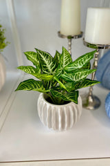 Zebra Green Garden Pot