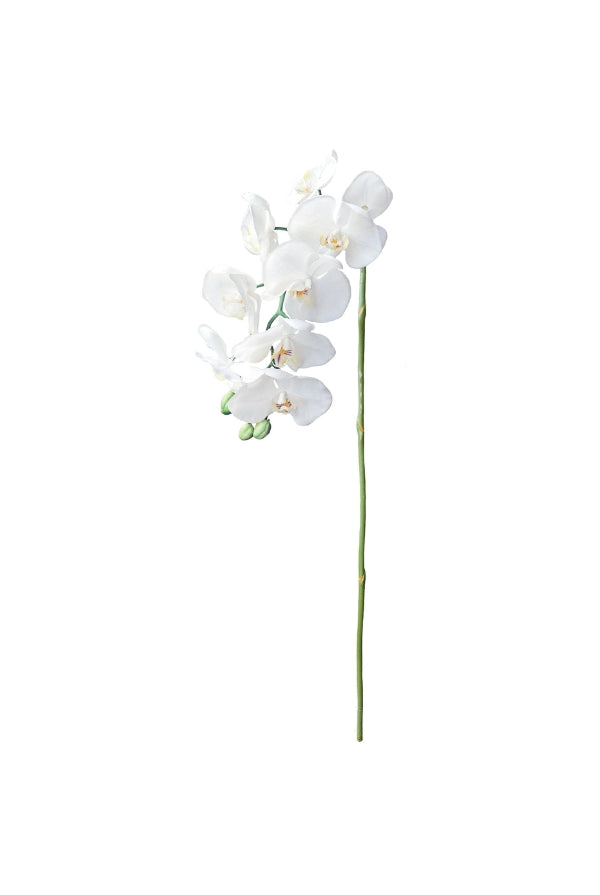 Natural Touch Moth Orchid Stem - XL - Magpie Style