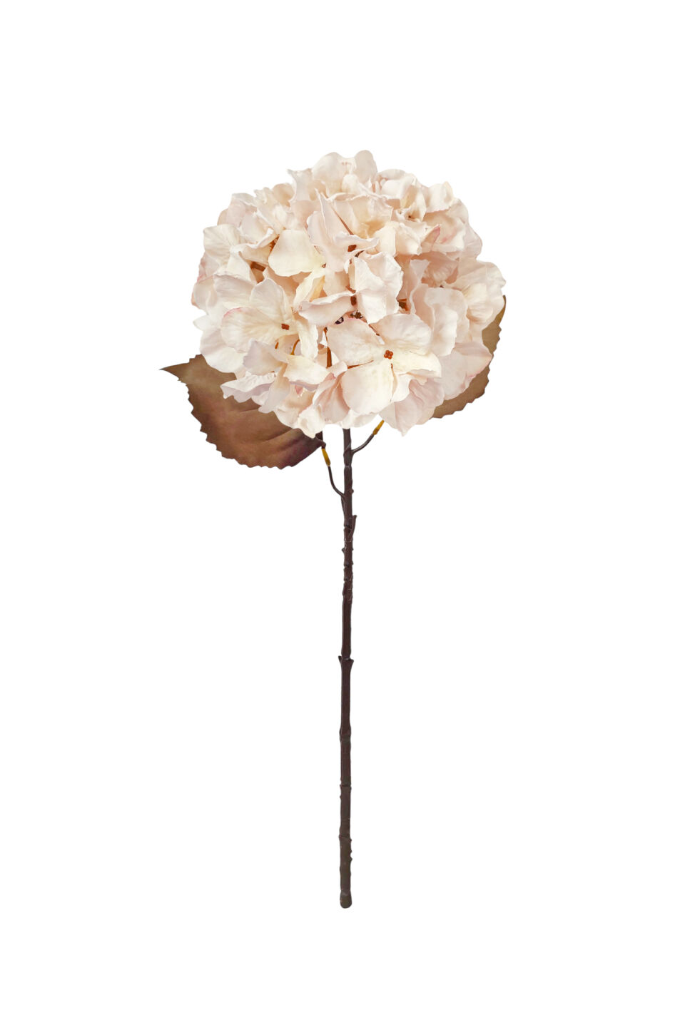 Large Fall Ball Hydrangea - Antique Cream