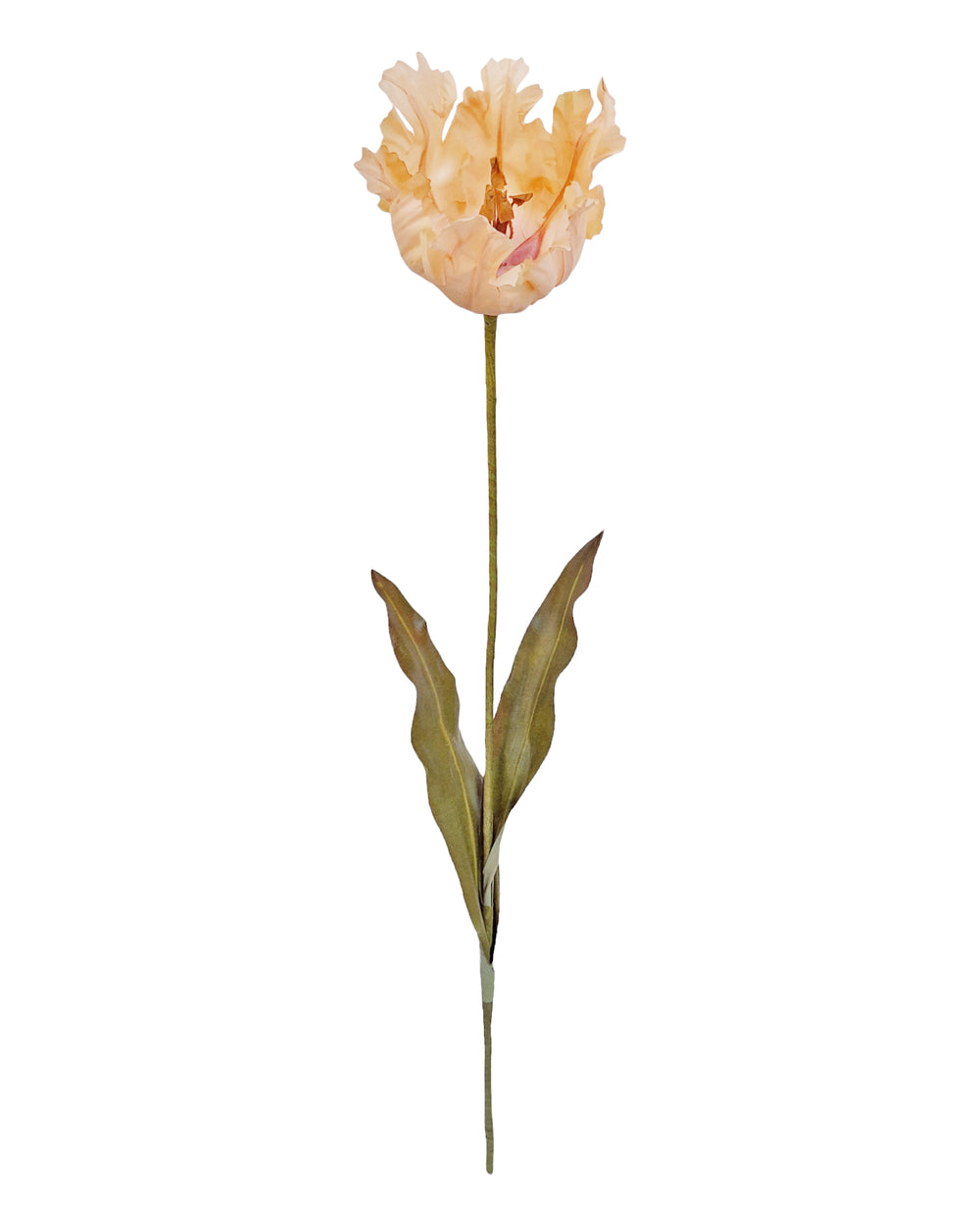 Parrot Tulip (Old World) - Nude