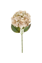 Ball Hydrangea - Antique Ivory