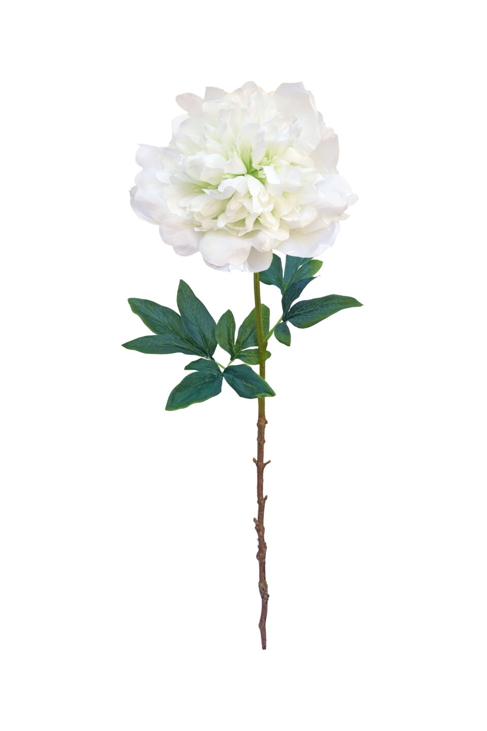 Exotic Peony - White