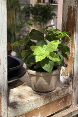 Basil in Pot