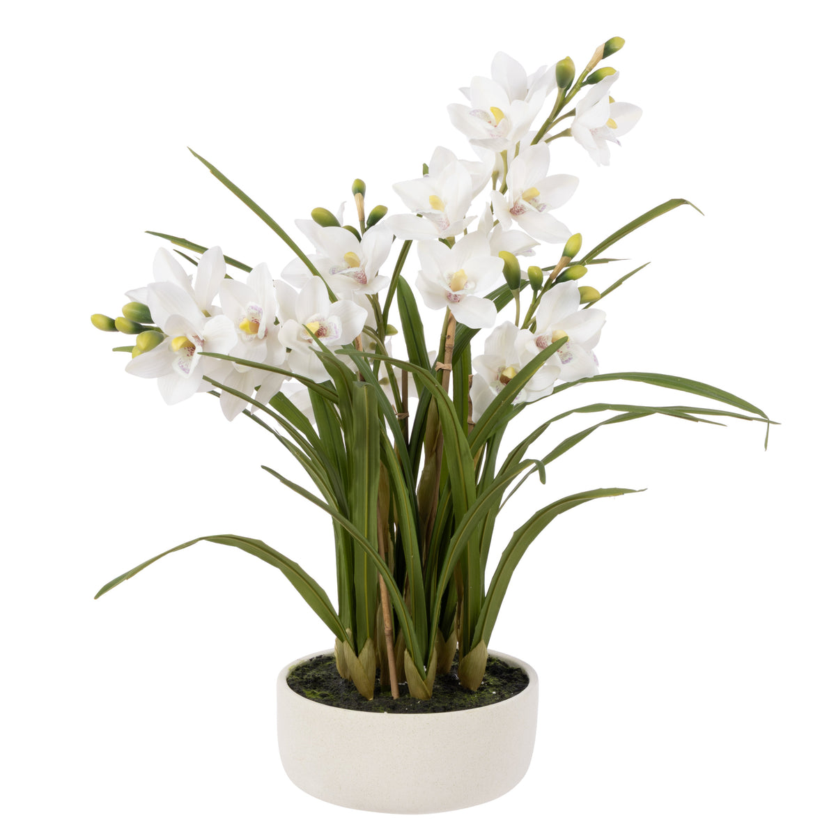 Cymbidium Orchid Pot - White - 1