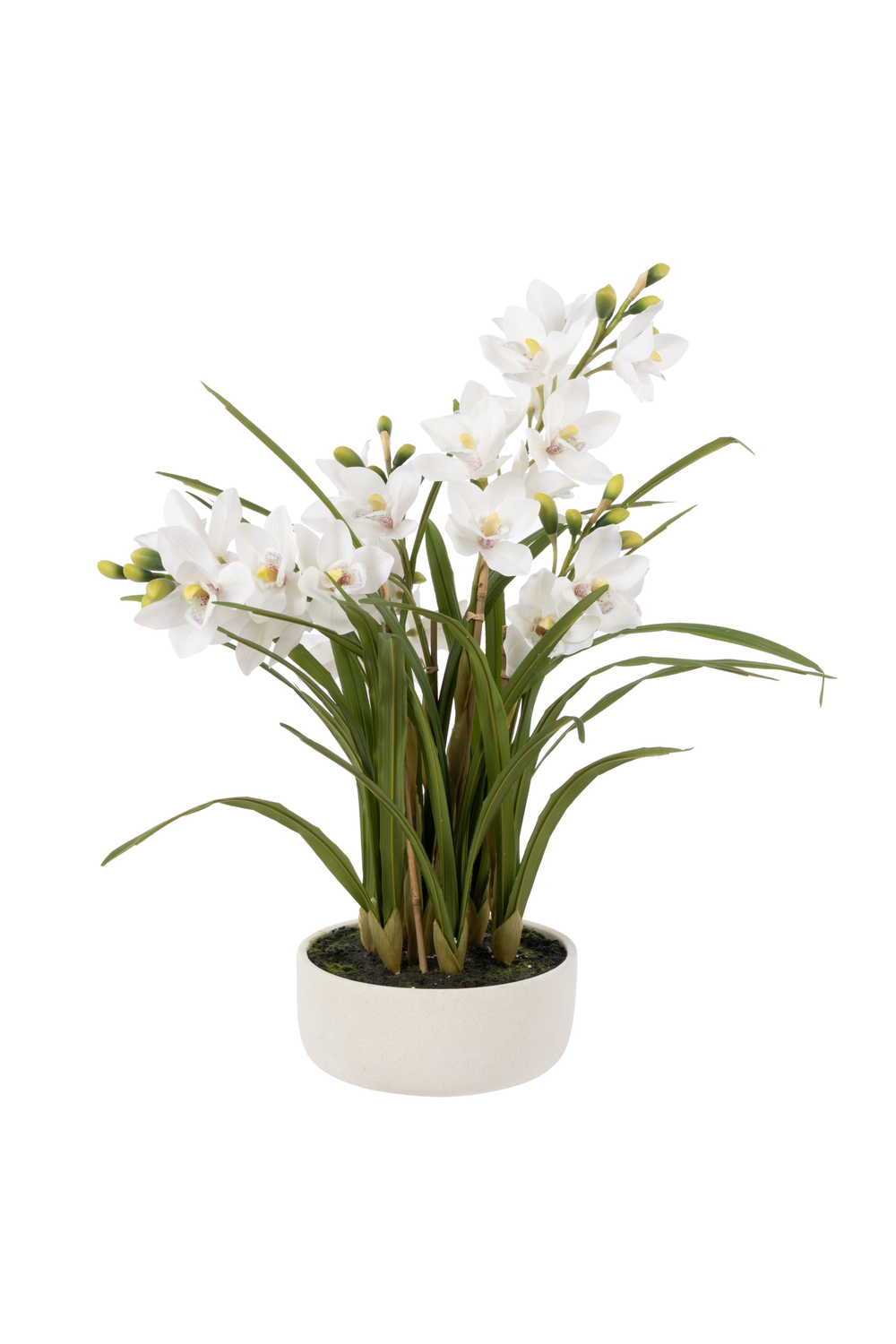 Cymbidium Orchid Pot - White