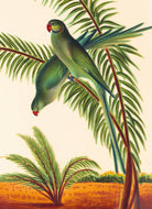 Two Parakeets Card by Museums & Galleries